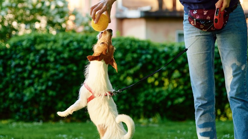 dog playing with neighbor