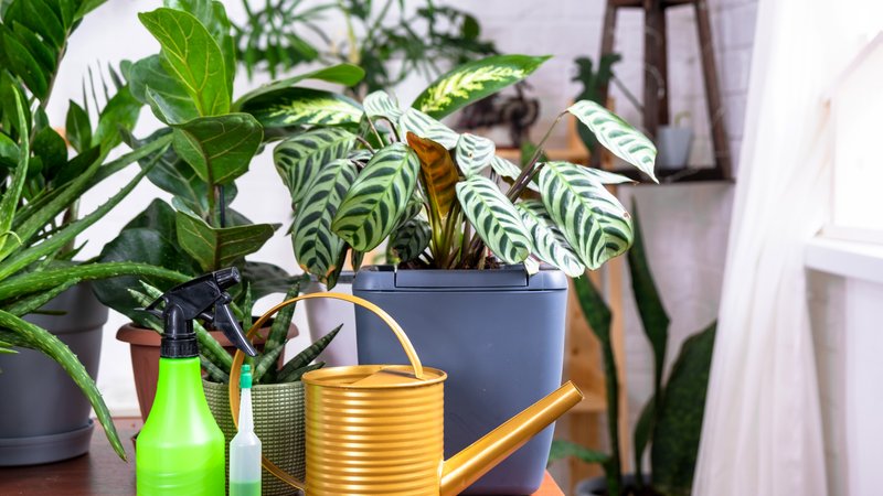 toxic plants indoor
