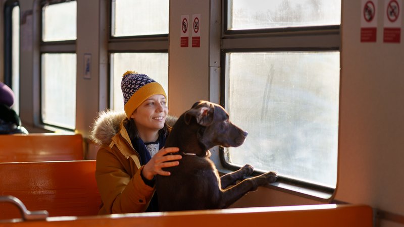 rottweiler dog on train seat