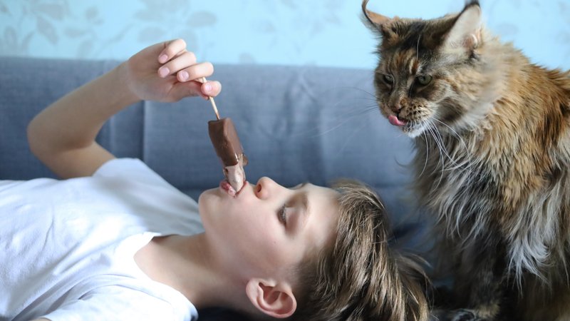 cat eating chocolate
