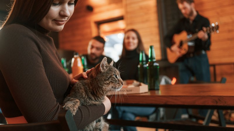 cats in a pub interior
