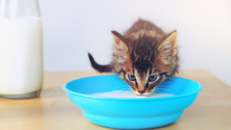 kitten near milk dish