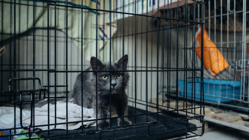 animal rescue street scene