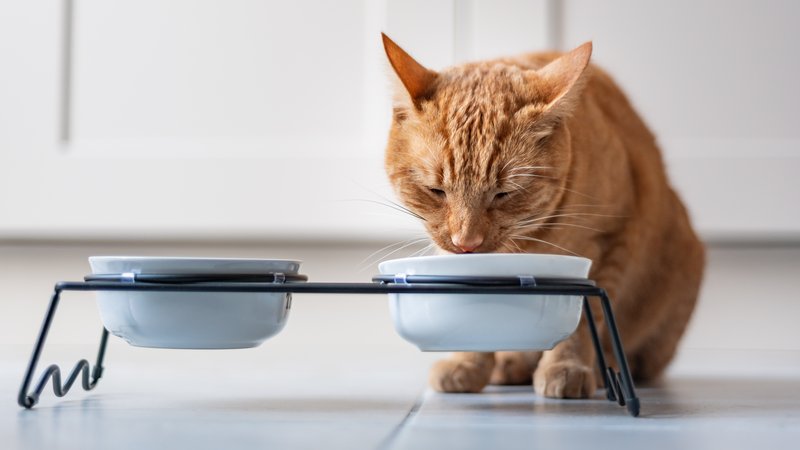 cat eating from bowl