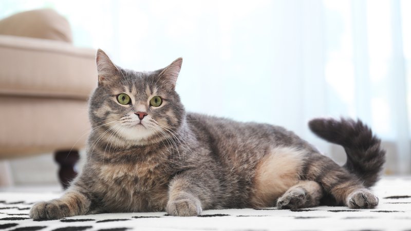 overweight cat resting