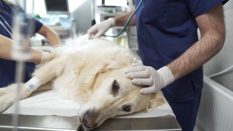 dog on stretcher