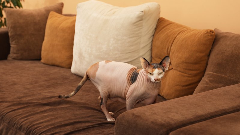 thin cat lying on couch