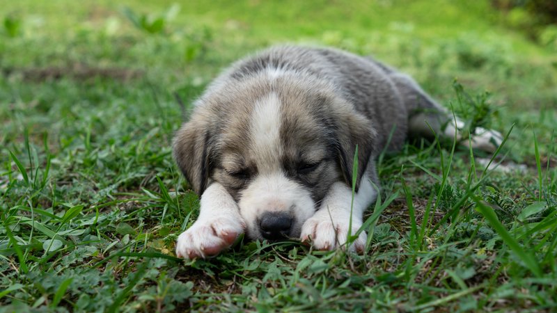 puppy crying in soybean field