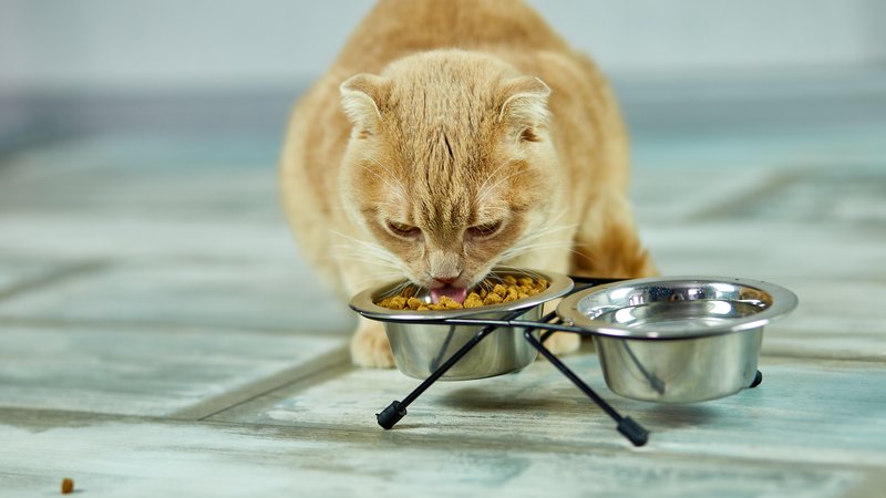 cat eating dry food