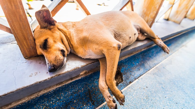 dachshund sleeping porch