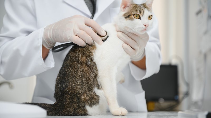 veterinarian examining cat