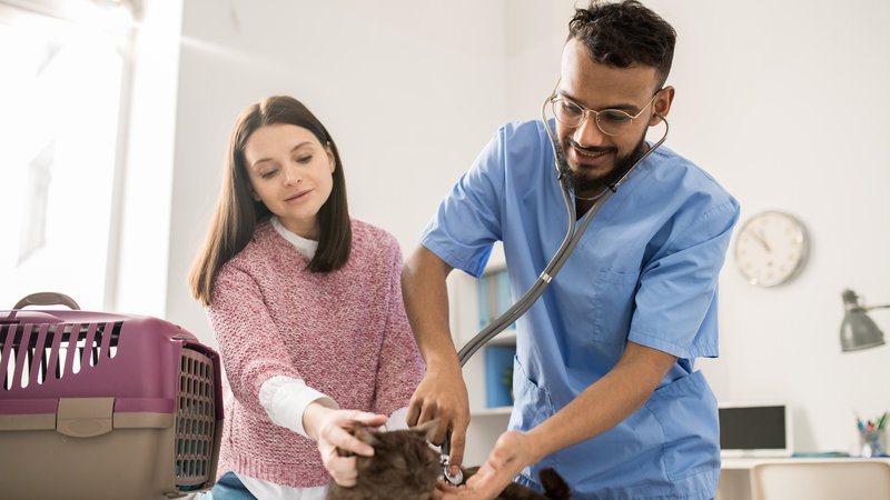veterinary technician helping cat