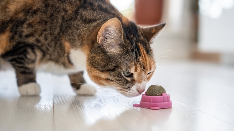 cat eating supplements