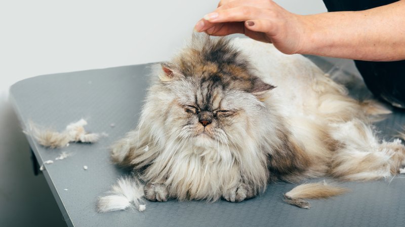long-haired cat grooming