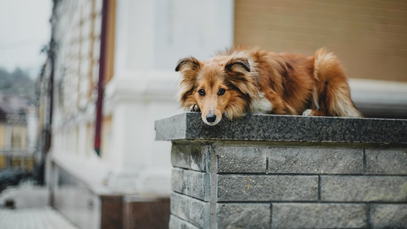 rescue dog on ledge