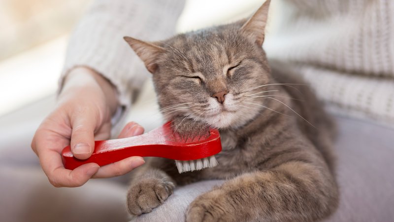 cat brushing close up