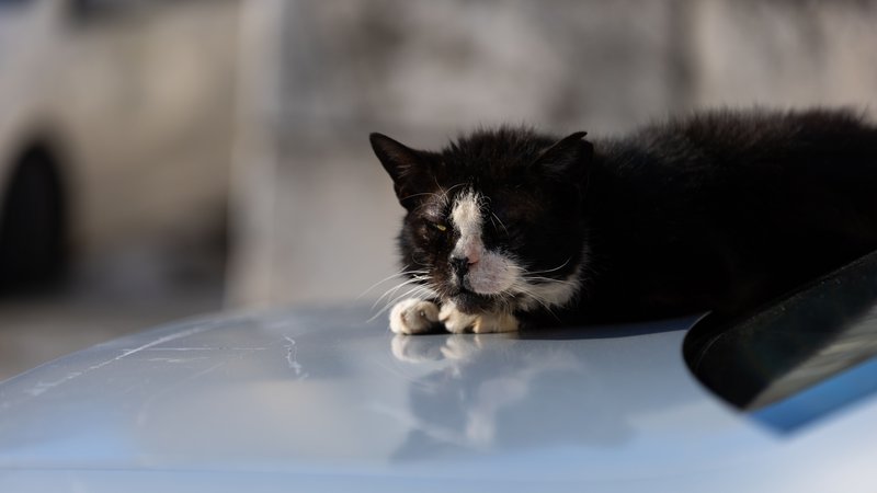 kitten stuck in car grille