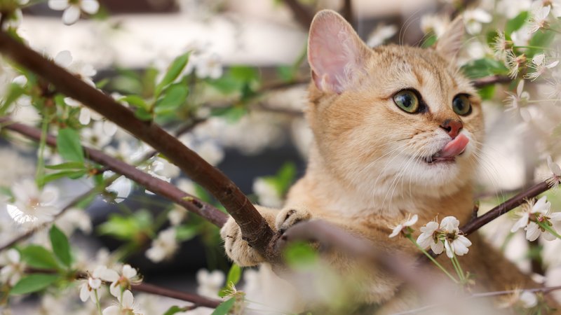 spring cat grooming