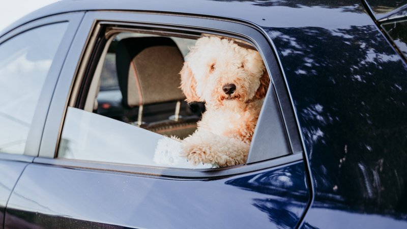 dog inside car with windows slightly open