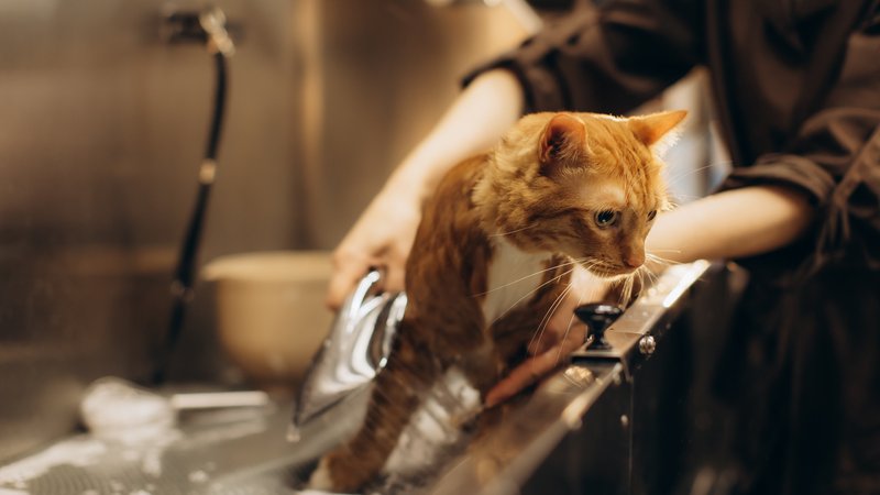 cat bathing in sink