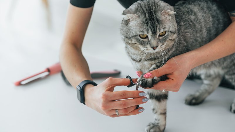 pet owner trimming cat claws