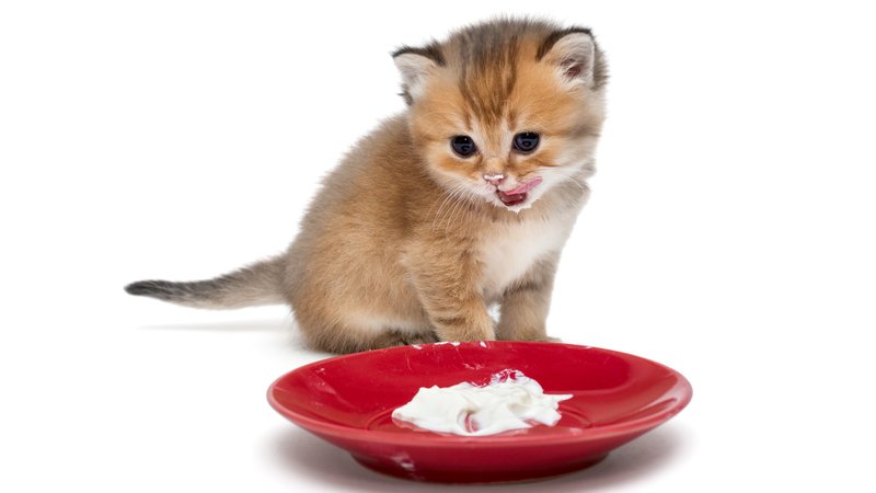 kitten playing with food