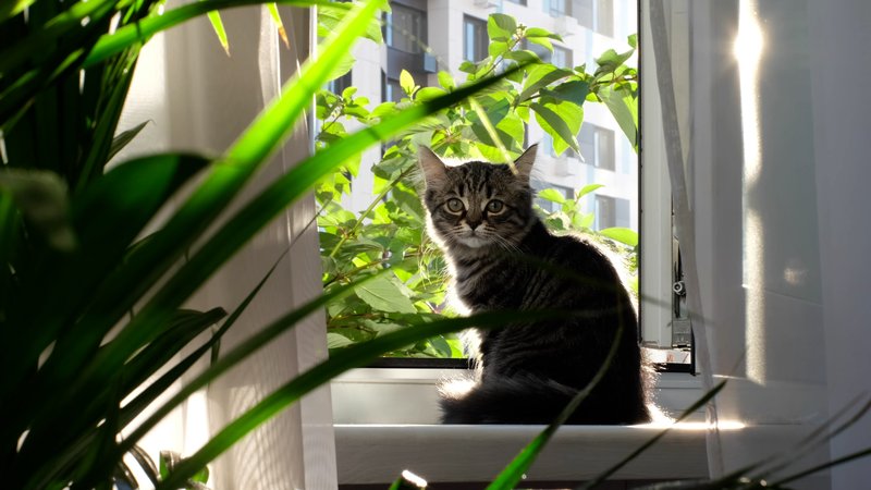 cat near window during solar eclipse