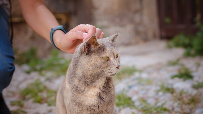 stray cat being adopted