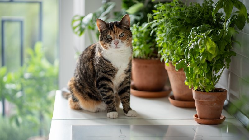cat near houseplants