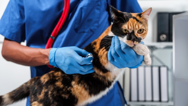 veterinarian examining cat