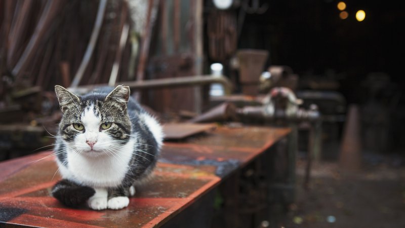 cats at a live music concert