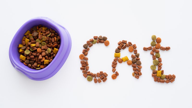 cat food meal time