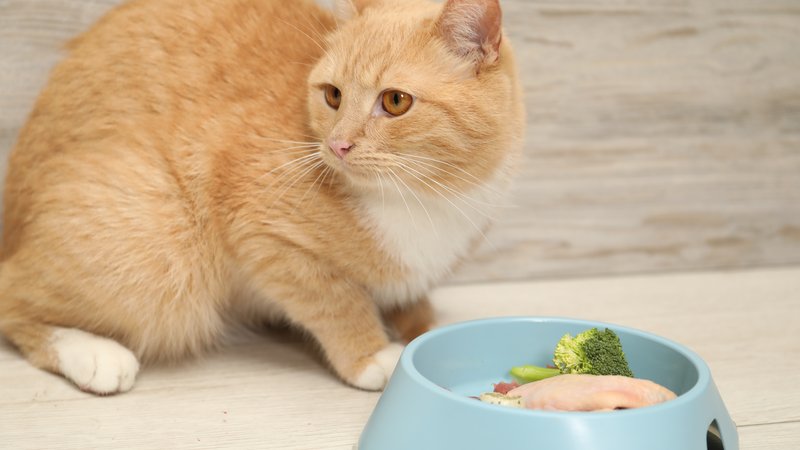 cat eating healthy food
