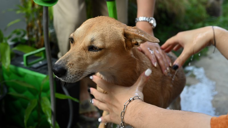 rescue team saving dog