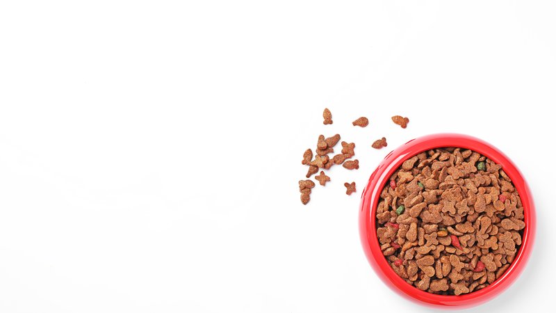 cat bowl with kibble