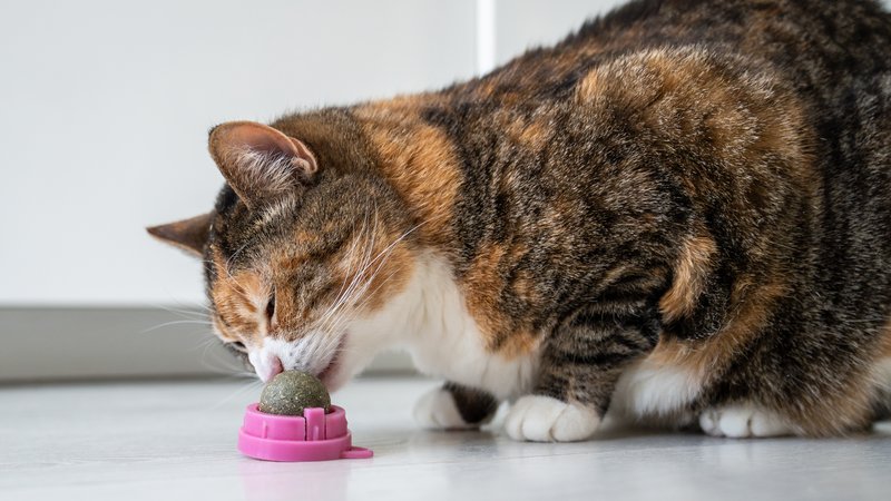 cat eating special diet food