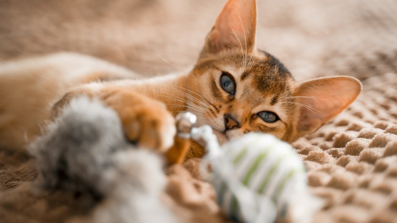 cat playing indoors