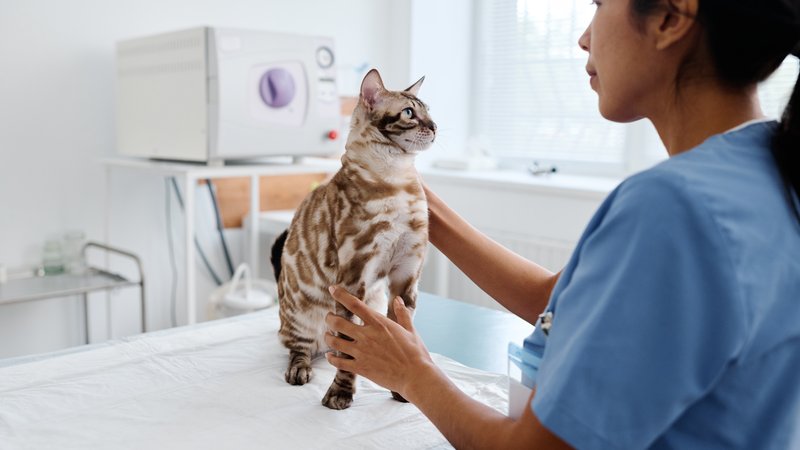 veterinarian examining cat