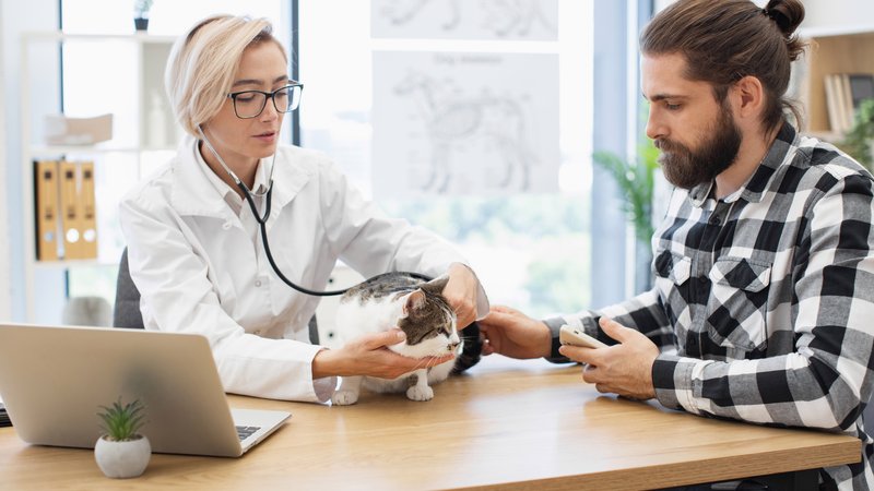 veterinarian measuring cat blood pressure