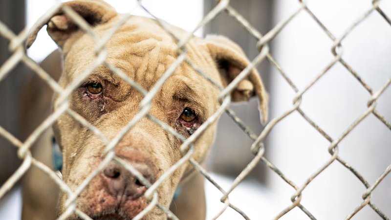 rescue dog in shelter