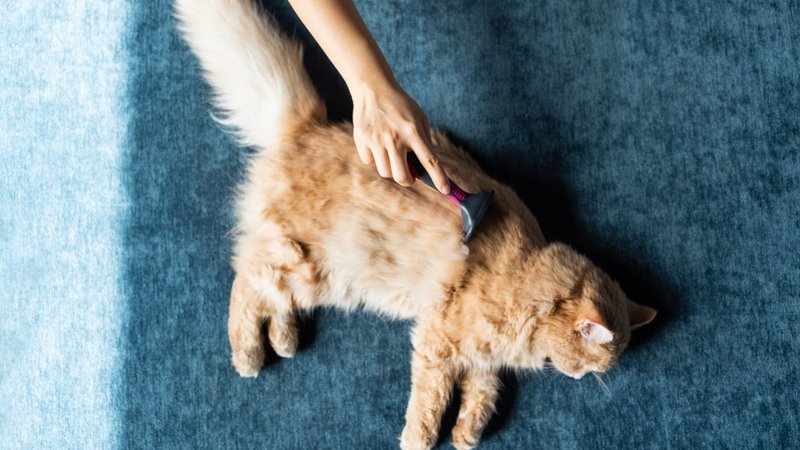 cat brushing fur