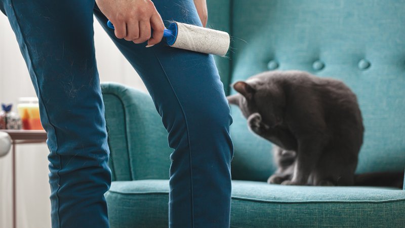 cat hair on furniture