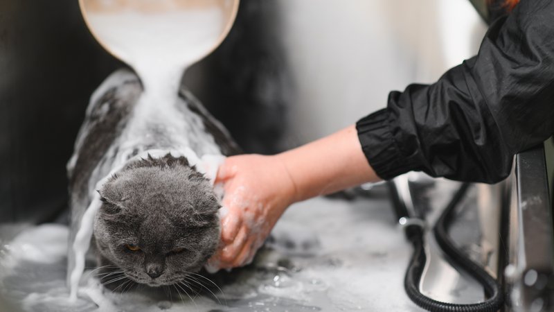 person washing cat with water