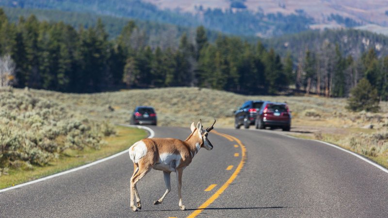 wild animal on roadside