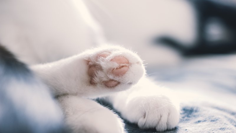 cat paw close-up