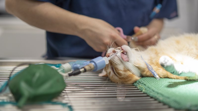 cat under anesthesia
