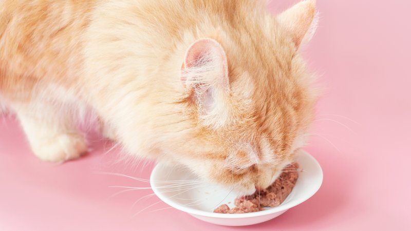 cat eating wet food bowl