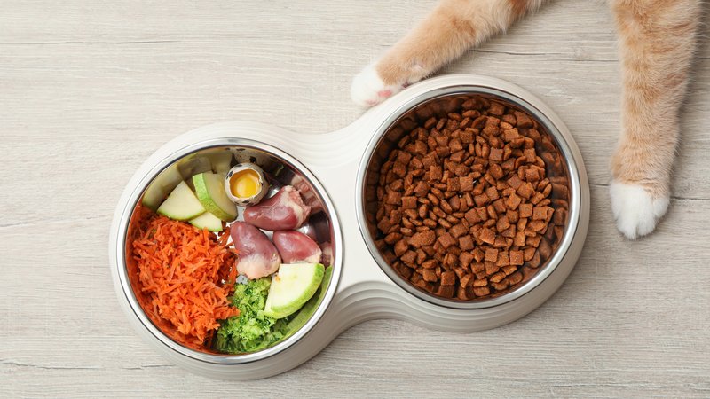 cat food ingredients bowl
