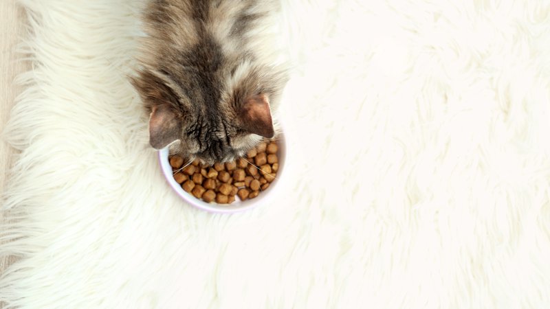 cat eating dry kibble