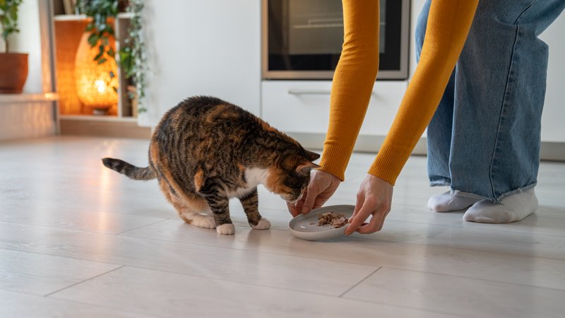 cat owner feeding cat